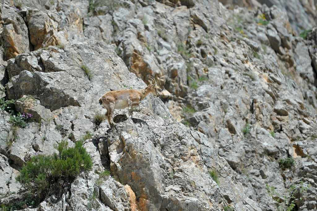 Tunceli'de yaban hayat görüntülendi 